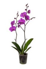 PLOR003 Orchidee hoog 2 takken gekleurd