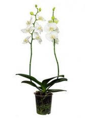 PLOR004 Orchidee hoog 2 takken wit